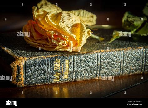 I Dried Yellow Flower On Top Of A 100 Year Old Bible Laying On A Dark