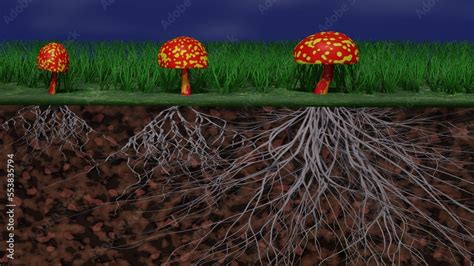 Mycelium Network Fungal Root System Underground Mushrooms Above