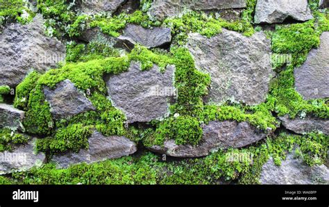 Mossy Stone Wall Texture Background Photography Stock Photo Alamy