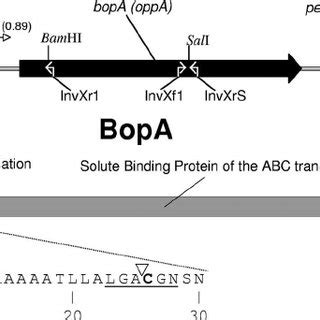 Percent Changes In Adhesion To Caco Cells Of B Bifidum Mimbb Cells