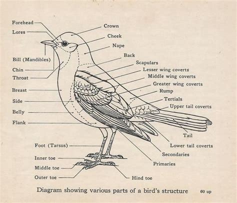 Bird Anatomy Print C 1937 Bird Diagram Bird Illustration Bird S Structure Anatomical