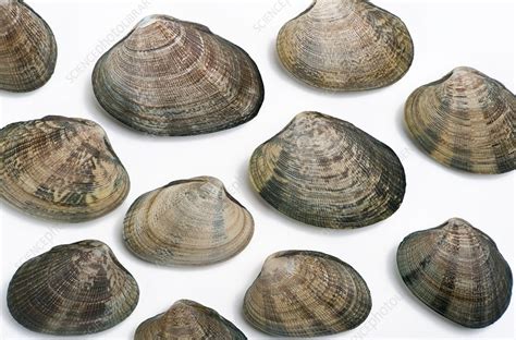 Manila clams - Stock Image - C009/5733 - Science Photo Library