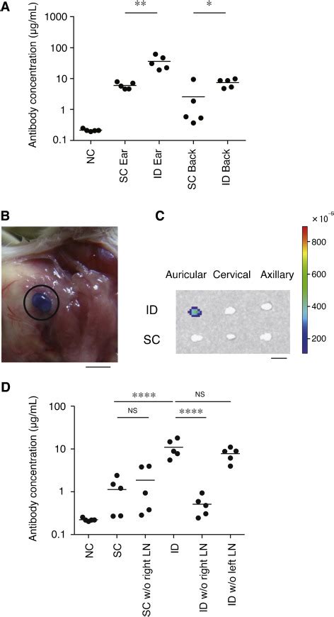 Immunogenicity And Antigen Distribution Into Draining Lns Following The