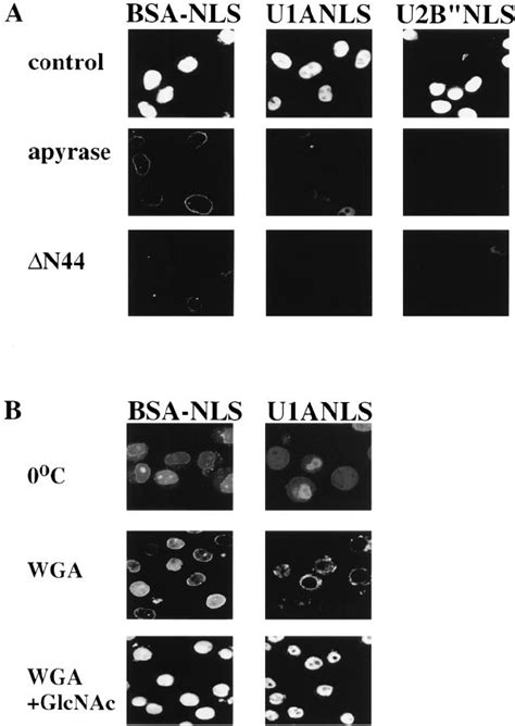 Schematic represen- tation of the U1A and U2B ЈЈ fusion proteins. The ...