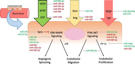 Mechanisms Of Angiogenesis Affected By MicroRNAs Endothelial Cells