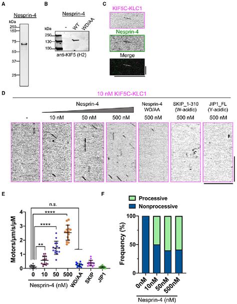 Figure 4 From Synergistic Autoinhibition And Activation Mechanisms