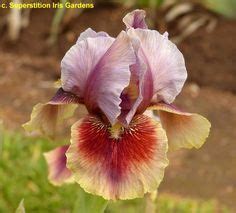 Ab Iris Germanica Calypso Dancer Tasco Fiori Colorati