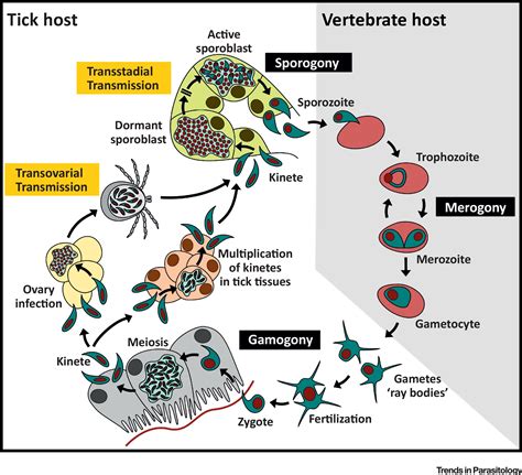 Babesia Life Cycle When Phylogeny Meets Biology Trends In Parasitology