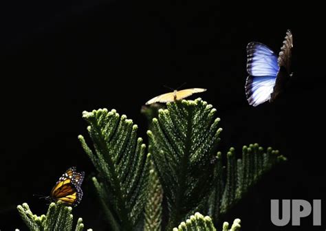 Photo Butterfly Conservatory At Amnh In New York Nyp20211117112