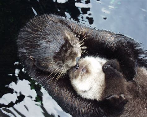 Can sea otters save the world? | Islands' Sounder