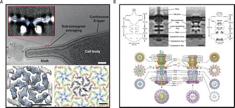 A Tomographic Slice Of A C Crescentus Cell Showing A Continuous