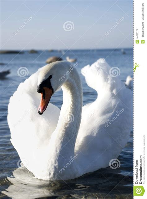 Beautifull White Swan Swimming On Water Stock Image Image Of Majestic