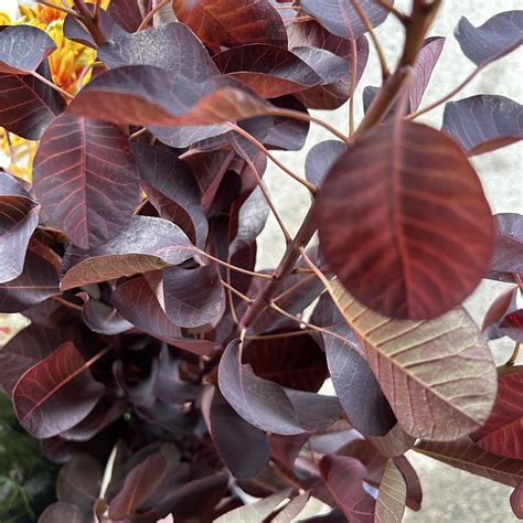 Smoke Bush Foliage - The Flower Express