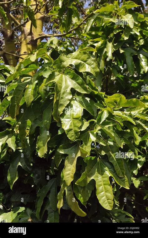 Lame Tree Illawarra Flame Tree Lacebark Tree Kurrajong Brachychiton