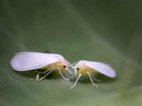 Whiteflies | Turf Masters Lawn Care