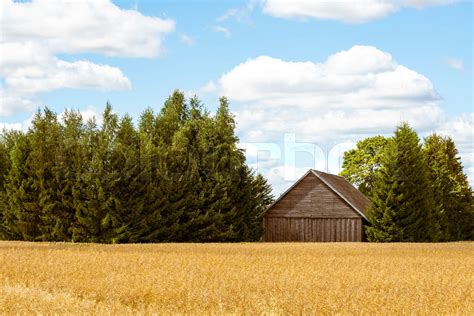 Barn In The Middle Of Wheat Field Stock Image Colourbox