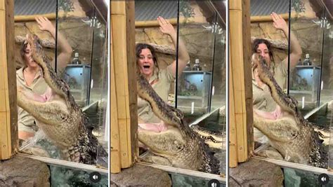 Viral Video Hungry Alligator Tries To Eat Woman She Just Laughs It Off