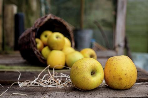 Goldrush Apples Falling From A Basket Photograph By Aberration Films