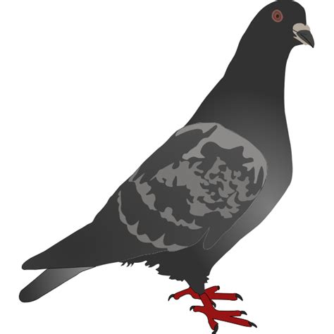 Pigeon Free SVG