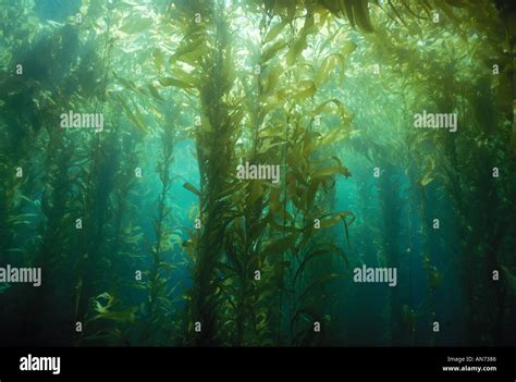 Penetrating Sunlight In A Giant Kelp Forest Macrocystis Stock Photo Alamy