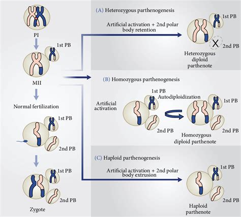 Parthenogenesis