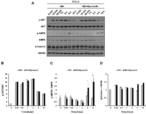 Effect Of Myonectin On Several Pathways Related To Adipogenesis A