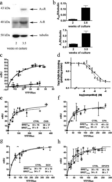 Modulation Of Gaba Transport By Adenosine A1ra2ar Heteromers Which Are Coupled To Both Gs And