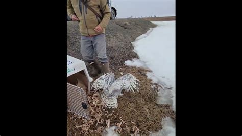 Snowy Owl Migration and Irruptions