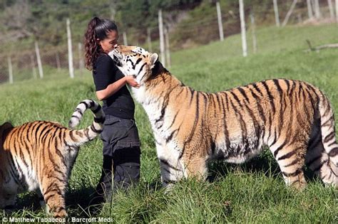 Human Next To Bengal Tiger