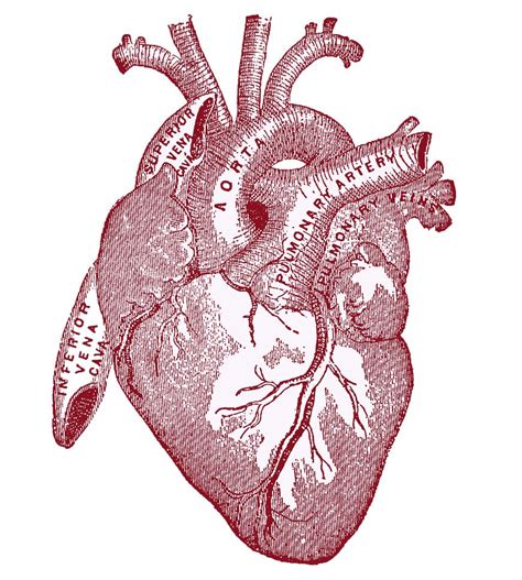 Heart And Rib Cage Drawing - ClipArt Best