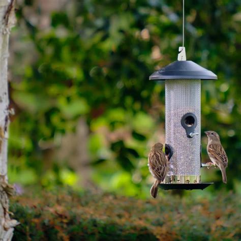 Seed Bird Feeder - Polytunnels & Greenhouses, Ireland's Polytunnel Company