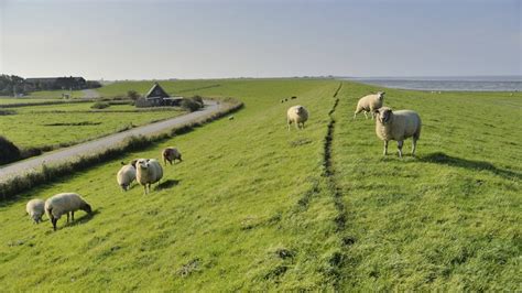 Wattenmeer Deichbau Nordsee Kultur Planet Wissen