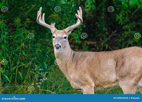 Whitetail Buck Deer with Velvet Antlers Stock Photo - Image of tail, nature: 289024324