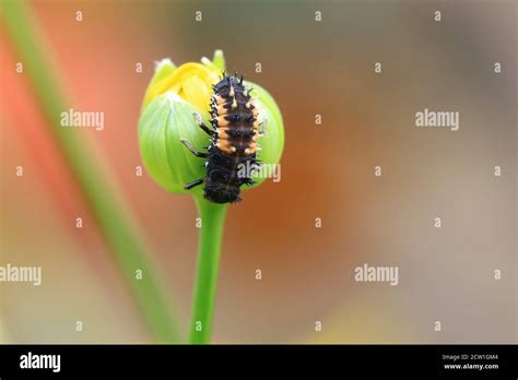 Lady Beetle Larvae Hi Res Stock Photography And Images Alamy