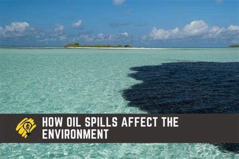 How Oil Spills Affect the Environment | Entrepreneurship in a Box