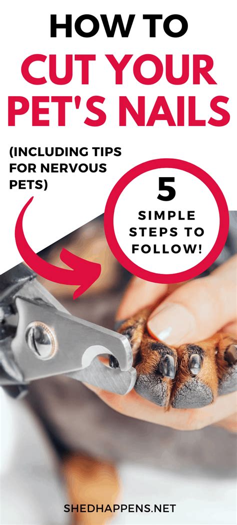 5 Simple Steps To Cut Your Pets Nails Safely Trimming Dog Nails Cut