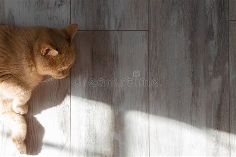 Domestic Cat Basking In The Sun Lying On The Floor Stock Photo Image