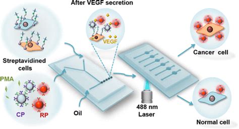 Single Cell Vegf Analysis By Fluorescence Imagingmicrofluidic Droplet