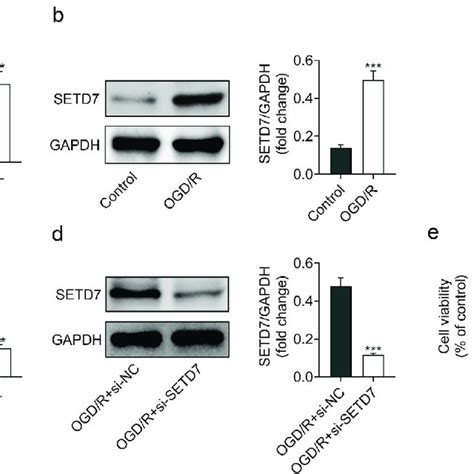 Knockdown Of SETD7 Suppressed Oxidative Stress In OGD R Induced PC12