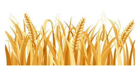 Wheat Field Png Image Png All