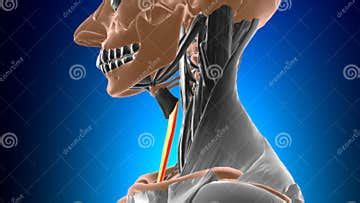 Sternothyroid Muscle Anatomy for Medical Concept 3D Stock Illustration ...