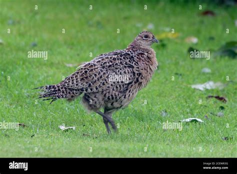 Juvenile Female Ring Necked Pheasant Stock Photo Alamy