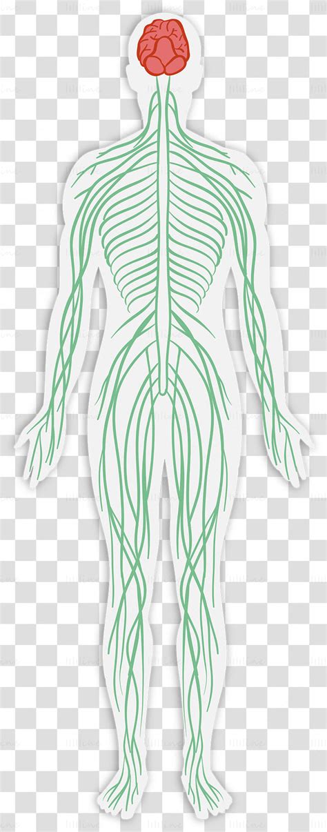 Adult Nervous System Vector Illustration