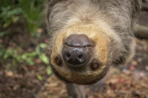 The Secret Lives of our Nocturnal Animals - Brevard Zoo