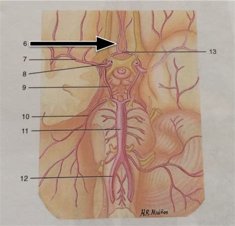 S19 Lab Ex 30 ARTERIES Blood Vessel Identification Flashcards Quizlet