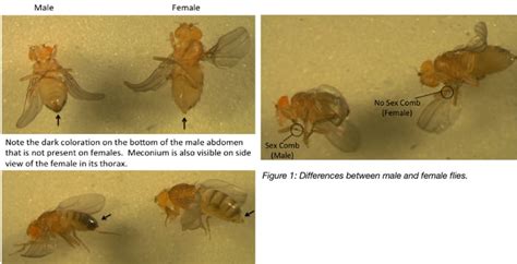 quick guide  working  drosophila part   started  flies