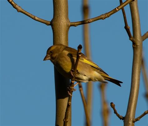 Greenfinch Green Finch Small Free Photo On Pixabay Pixabay