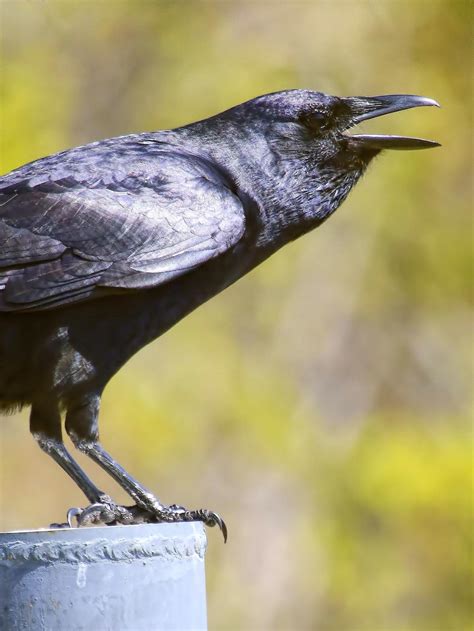 BirdsEye Photography: Review Photos