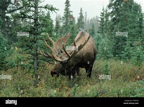 Alaska Moose Alces Alces Gigas Male Foraging In Boreal Forest During