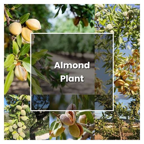 How To Grow Almond Plant Plant Care And Tips Norwichgardener